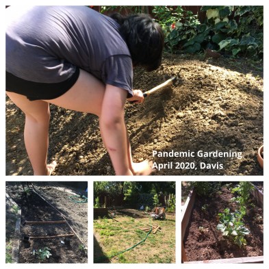 Pandemic_Gardening